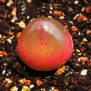 番杏科生石花多肉植物sh409灯泡肉锥哈默灯泡好养阳台绿植盆栽pp