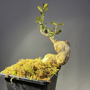 正宗极小叶云南珍珠黄杨微型盆景盆栽掌上羊蹄甲真柏老桩贵州米叶