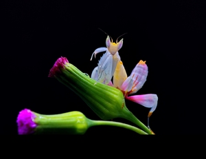 马来西亚兰花螳螂宠物螳螂爬虫昆虫女生礼物大刀螳广斧螳螂包邮