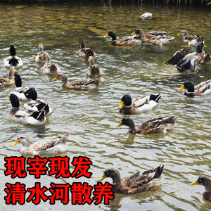 清远鸭