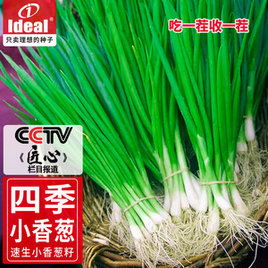 四季小香葱种子籽籽春季家庭阳台盆栽小葱种植蔬菜种子籽孑农家