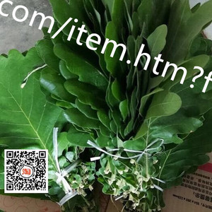 槲叶榨树叶榨树叶 新干粽子叶高山野生菠萝叶 玻璃叶50张拍三送一