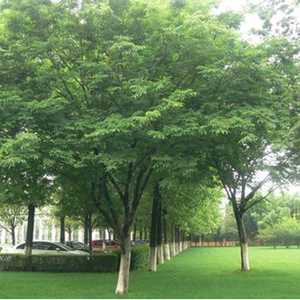 朴树小苗 朴榆 沙朴苗 朴树树苗 榉树苗 朴树苗木 行道树庭院树图片