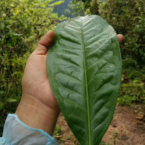 金玉天老帕卡普洱茶生茶老黄片 江城哈尼族手工特色 5条实惠装