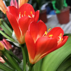 长春红花君子兰室内盆栽吸甲醛防辐射净化空气办公桌客厅包邮