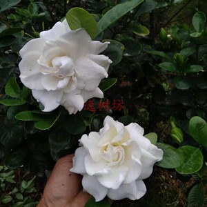 圆叶弥勒栀子花稀有名贵品种超大花牡丹栀子花大叶重瓣花