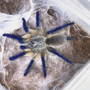 梦幻蓝巴布蜘蛛