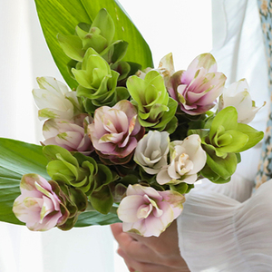 803人付款淘宝进口姜荷花鲜花云南直发情人节礼品同城