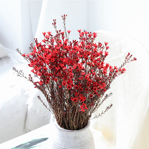 澳洲腊梅鲜花云南昆明直发冬季家用办公装饰插花水养鲜切花婚庆花