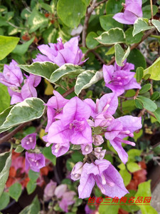 斑叶冰淇淋 (银边雪紫)三角梅