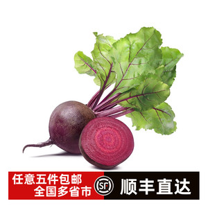 新鲜甜菜头红菜头Beetroot甜菜根火焰菜榨汁即食泡菜色拉紫菜头