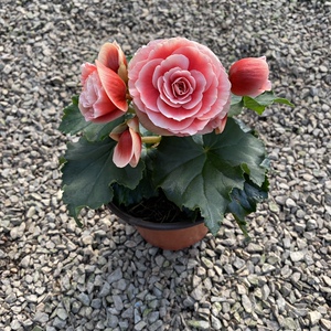 丽格海棠盆栽花卉阳台植物带花苞发货拍一发四