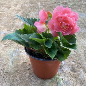 夫妻海棠重瓣四季常开球根海棠