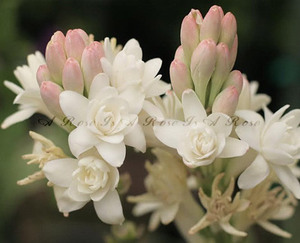 nd澳大利亚新方向晚香玉原精tuberose 5ml