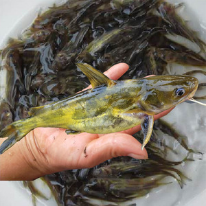 黄辣丁桑鱼黄骨颡鱼咯鱼丫头姑子鱼苗活体无细刺淡水易活杂交品牌