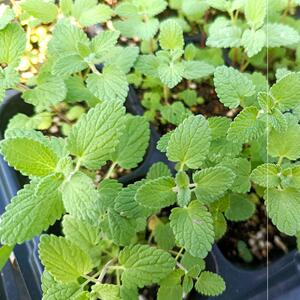洛神花树苗薄荷盆栽可食用水培植物留兰香新鲜叶香草种植苗大叶绿
