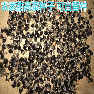 00寿光市种瓜得瓜种业淘宝超甜北方甜杆种子高粱种籽甘蔗小甜棒芦稷