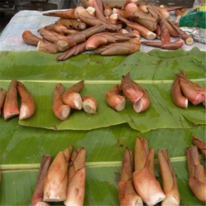 云南新鲜草果芽深山野生蔬菜凉拌菜农家采摘散装香料调料食用包邮