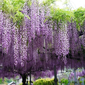 熊野,高杆日本紫藤花盆景高档别墅庭院攀爬绿化