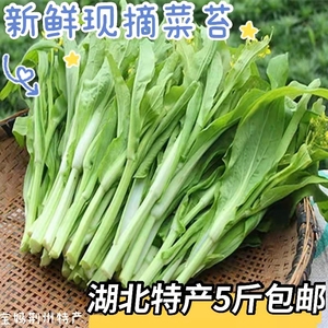 湖北荆州石首特产现摘白菜苔新鲜现发打霜青菜薹油菜台蔬菜5斤装