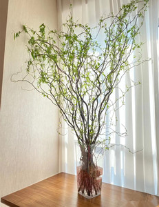 云南直发水培龙柳鲜枝条泡水长根包活绿植家居客厅插花装饰