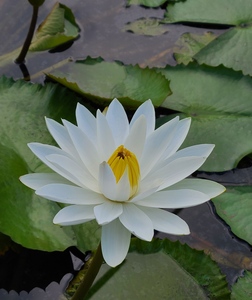 热带夜开睡莲【埃及白】莲花苗庭院鱼池鱼缸水生植物花卉水景观赏