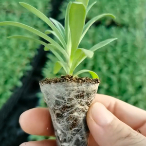 满天星花苗伊洛斯鲜切花小苗盆栽夏别墅庭院园林绿化用好养活花卉