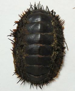 acanthopleura spinosa 海胆石鳖(干制品不能泡水,菲律宾产)
