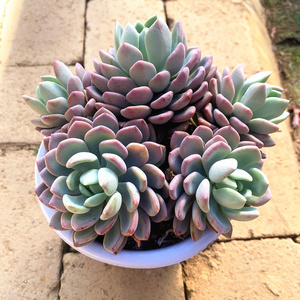 红卷叶厚叶多肉植物萌萌多肉稀有花卉盆栽新手好养云南基地直发