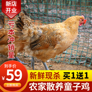 正宗农家散养童子鸡土鸡小公鸡活鸡新鲜现杀整只冷冻买1送1