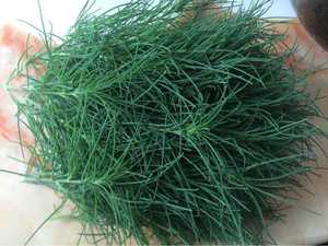 3斤包邮 新鲜野菜猪毛菜乍乍蓬老婆毛刺蓬菜猪毛缨扎蓬棵刺蓬现摘