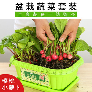樱桃萝卜蔬菜种子土培蔬菜籽种菜盆栽香菜芹菜冰菜油菜儿童幼儿园
