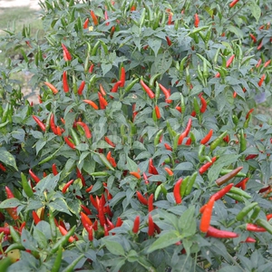 湘研6厘米小果型单生朝天椒种子干鲜两用小米椒【湘辣706】