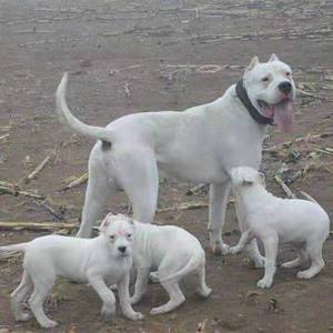 杜高幼犬活体纯种血统阿根廷杜高狩猎野猪杜高犬大型猛犬猎狗猎犬