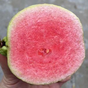 福建红颜芭乐台湾红番石榴漳州胭脂红珍珠巴乐红宝石水果新鲜现摘