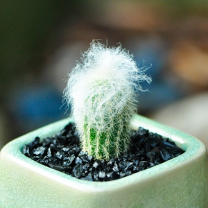 老乐柱仙人球多肉植物盆栽趣味美观白毛开花仙人球办公室桌面植物