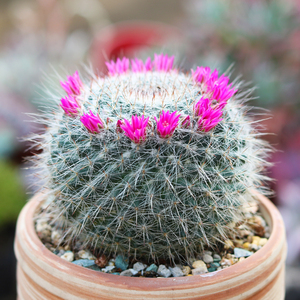 玉翁仙人球多肉植物组合盆栽办公室桌面防辐射开花仙人球花卉绿植