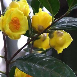 防城金花茶树苗带花苞正品金花茶盆栽 名贵金茶花树苗珍稀花卉