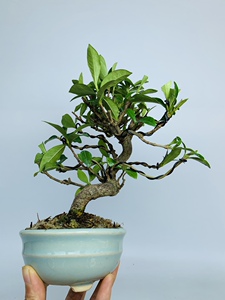 日本进口一寸法师栀子花矮霸大树造型小品微型桌面盆景