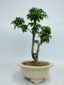 日本进口原生狮子头稀有名贵枫树矮霸大树型一本双杆盆景