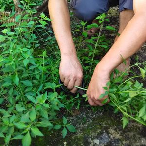 结石草药