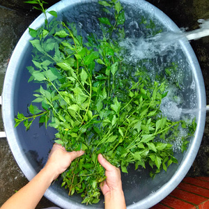 双肾肾盏尿酸草酸钙泥沙性大小结晶消石化石溶石结石茶输尿管草药