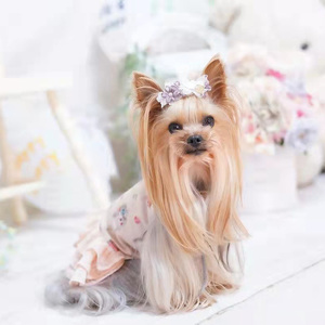 【纯种约克夏犬幼犬】纯种约克夏犬幼犬品牌,价格 - 阿里巴巴