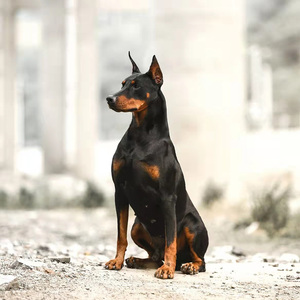 纯种杜宾幼犬德系赛级双血统美系活体护卫犬猎犬迷你杜宾短毛狗狗