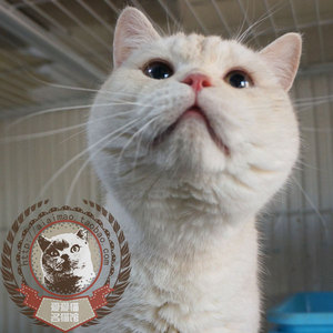 北京本地猫舍12年老店凯米尔色乳色渐层乳白英国短毛猫猫咪布偶猫