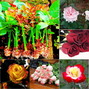 四季观赏玫瑰花苗 庭院植物花卉盆栽种苗易成活 鲜切花月季小苗