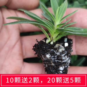 满天星小苗 开花快重瓣伊洛斯 星空白 娑尔 盆栽花卉绿植正品包邮