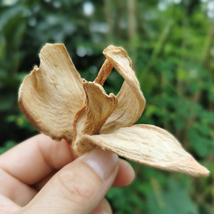 辣木根十二千田云南西双版纳老树辣木根辣木籽树参散装500克包邮