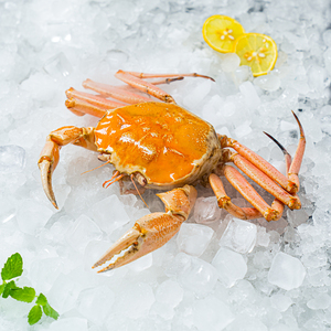 澳洲黄金雪蟹野生冷冻黄金雪蟹两只六斤新鲜速冻水晶蟹皇后蟹包邮