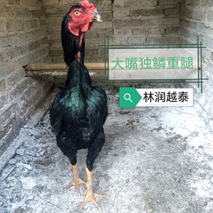 贵州林润越泰纯种斗鸡大型包打活体斗鸡